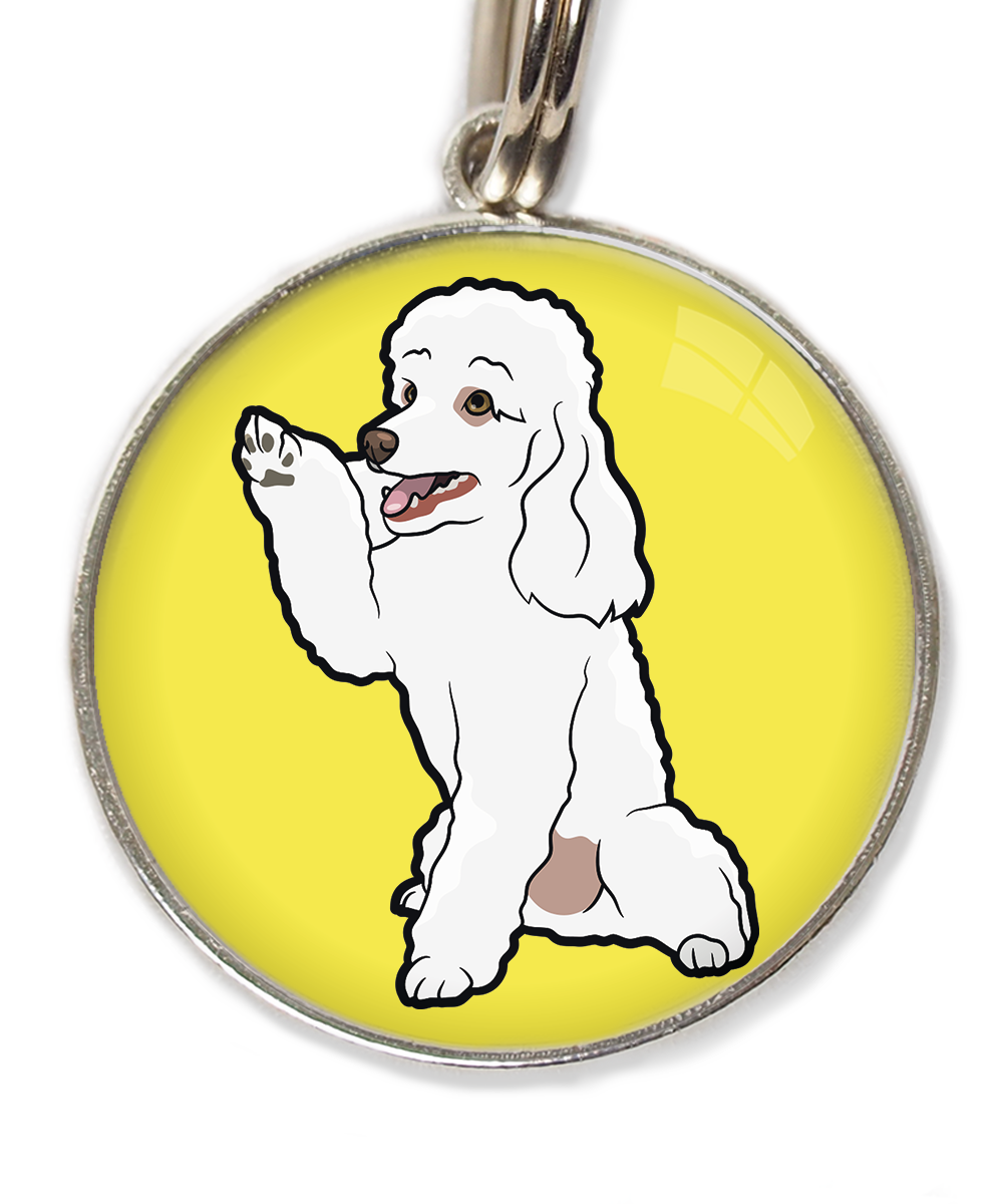 dwergpoedel-wit-geeft-pootje-huisdierpenning-geel