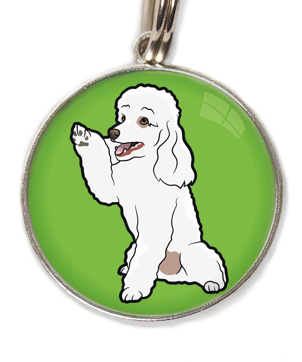 dwergpoedel-wit-geeft-pootje-huisdierpenning-groen