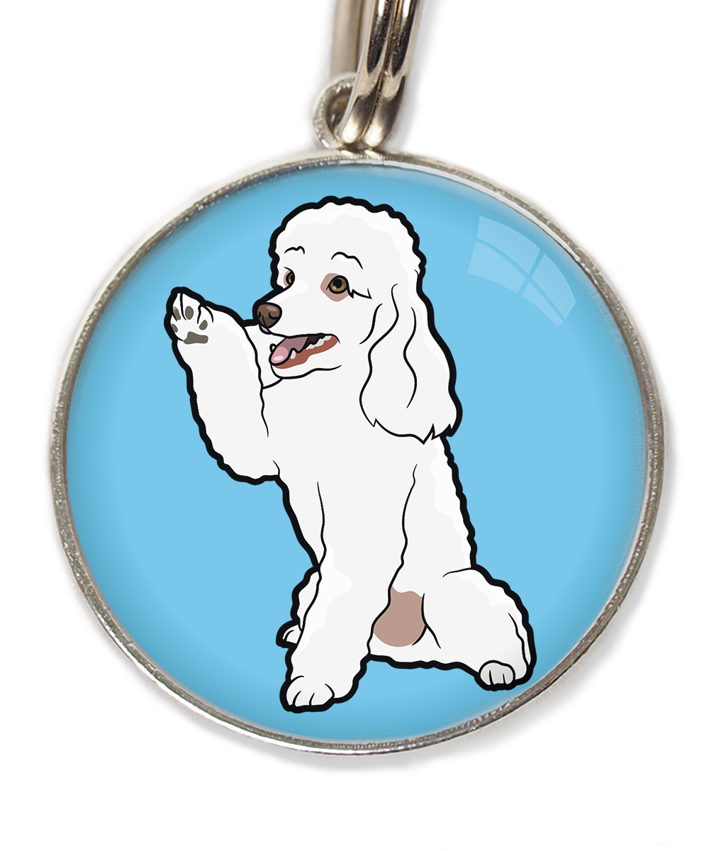 dwergpoedel-wit-geeft-pootje-huisdierpenning-lichtblauw