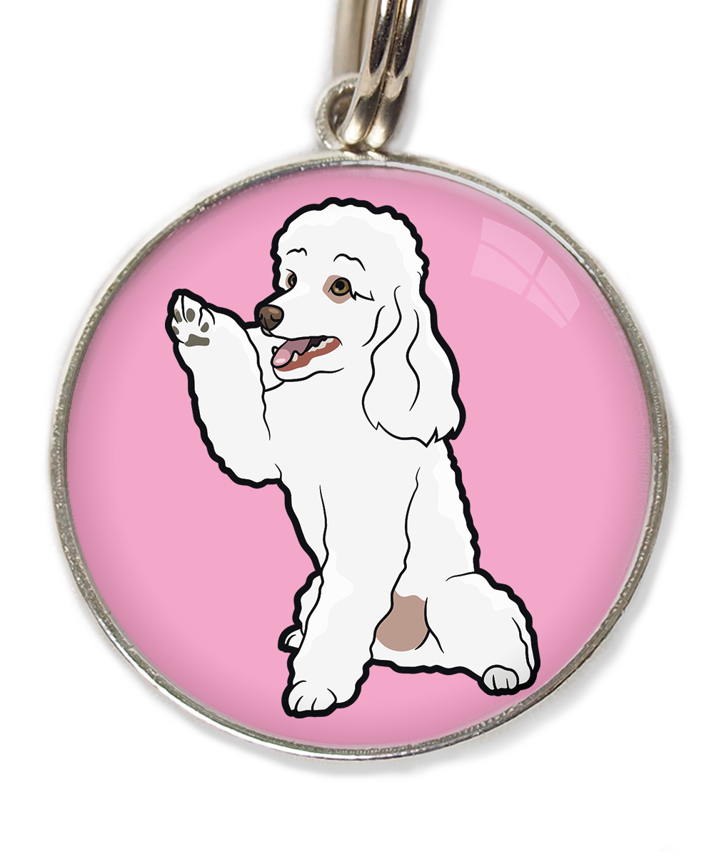 dwergpoedel-wit-geeft-pootje-huisdierpenning-lichtroos