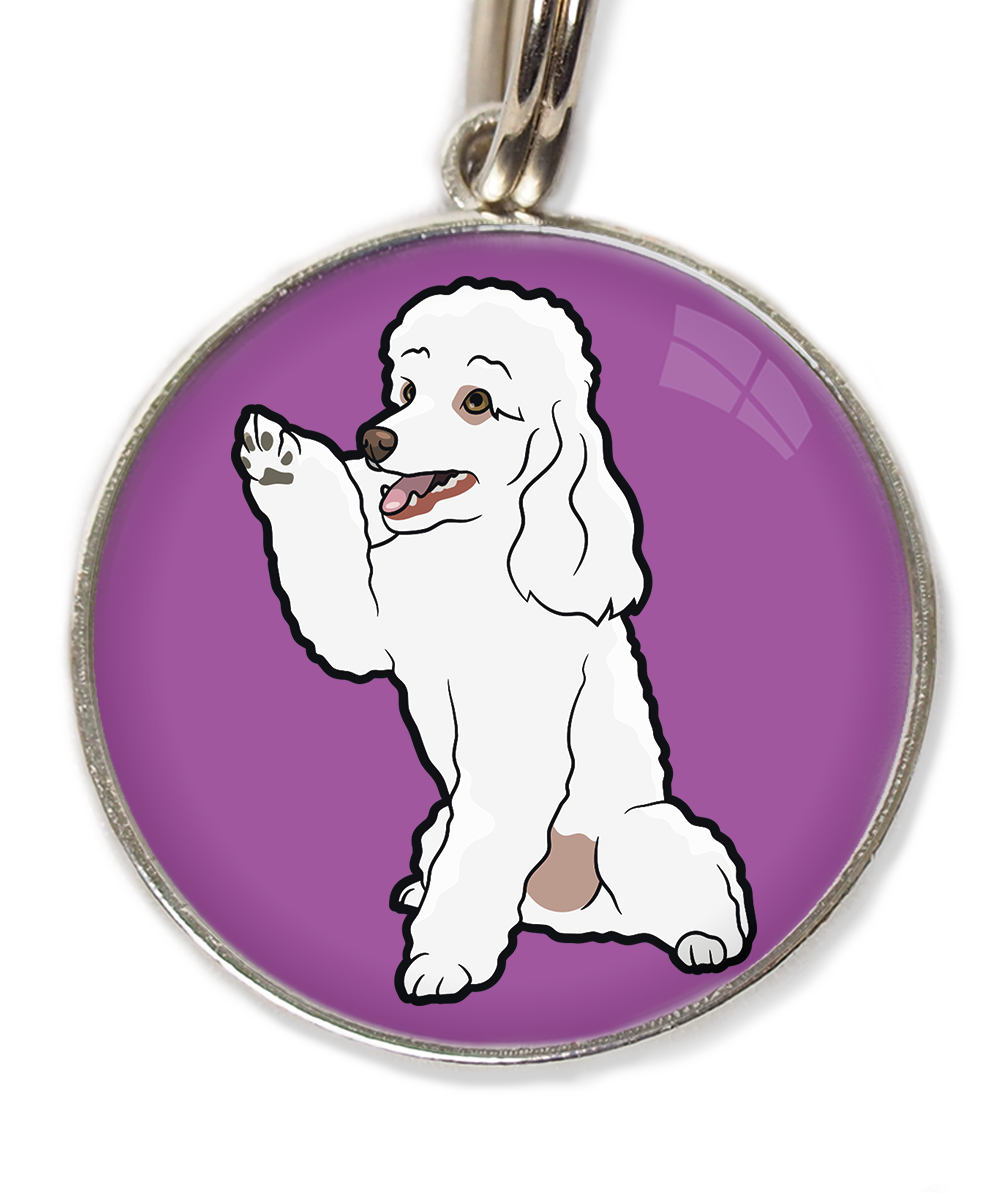 dwergpoedel-wit-geeft-pootje-huisdierpenning-lilla