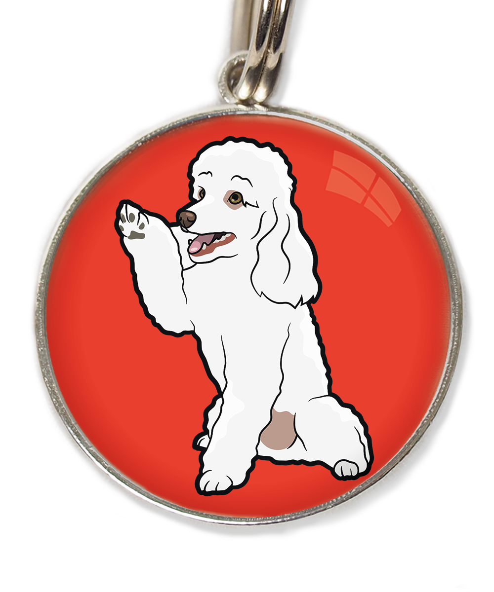 dwergpoedel-wit-geeft-pootje-huisdierpenning-rood