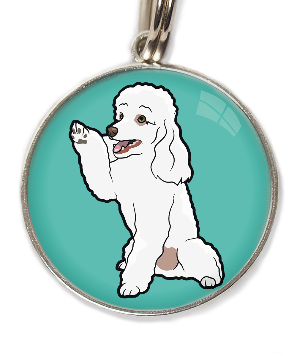 dwergpoedel-wit-geeft-pootje-huisdierpenning-turquoise