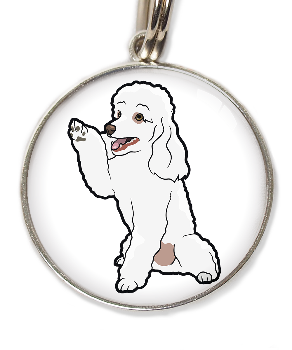 dwergpoedel-wit-geeft-pootje-huisdierpenning-wit