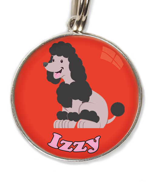 dwergpoodle-zitten-zwart-met-naam-los-huisdierpenning-rood