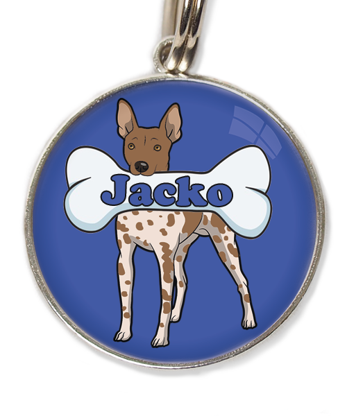 hairless-terrier-gevlekt-bruin-met-naam-been-huisdierpenning-blauw