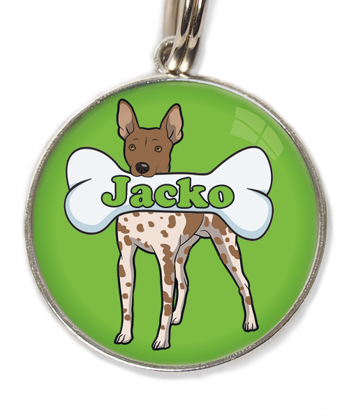 hairless-terrier-gevlekt-bruin-met-naam-been-huisdierpenning-groen