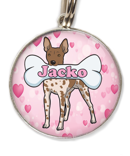 hairless-terrier-gevlekt-bruin-met-naam-been-huisdierpenning-hartjes