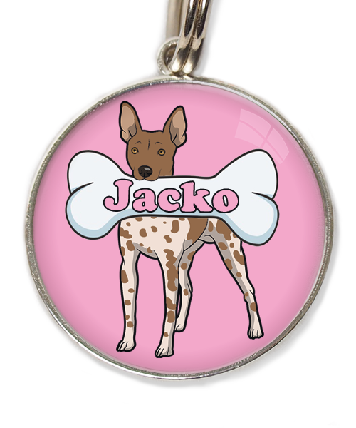 hairless-terrier-gevlekt-bruin-met-naam-been-huisdierpenning-lichtroos