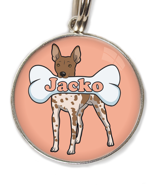 hairless-terrier-gevlekt-bruin-met-naam-been-huisdierpenning-peach