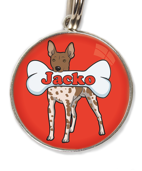 hairless-terrier-gevlekt-bruin-met-naam-been-huisdierpenning-rood