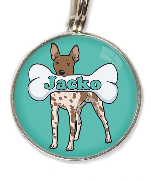 hairless-terrier-gevlekt-bruin-met-naam-been-huisdierpenning-turquoise