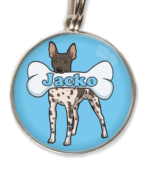 hairless-terrier-gevlekt-met-naam-been-huisdierpenning-lichtblauw