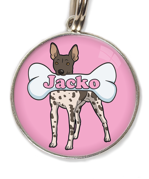 hairless-terrier-gevlekt-met-naam-been-huisdierpenning-lichtroos