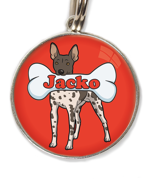 hairless-terrier-gevlekt-met-naam-been-huisdierpenning-rood