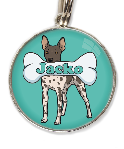 hairless-terrier-gevlekt-met-naam-been-huisdierpenning-turquoise