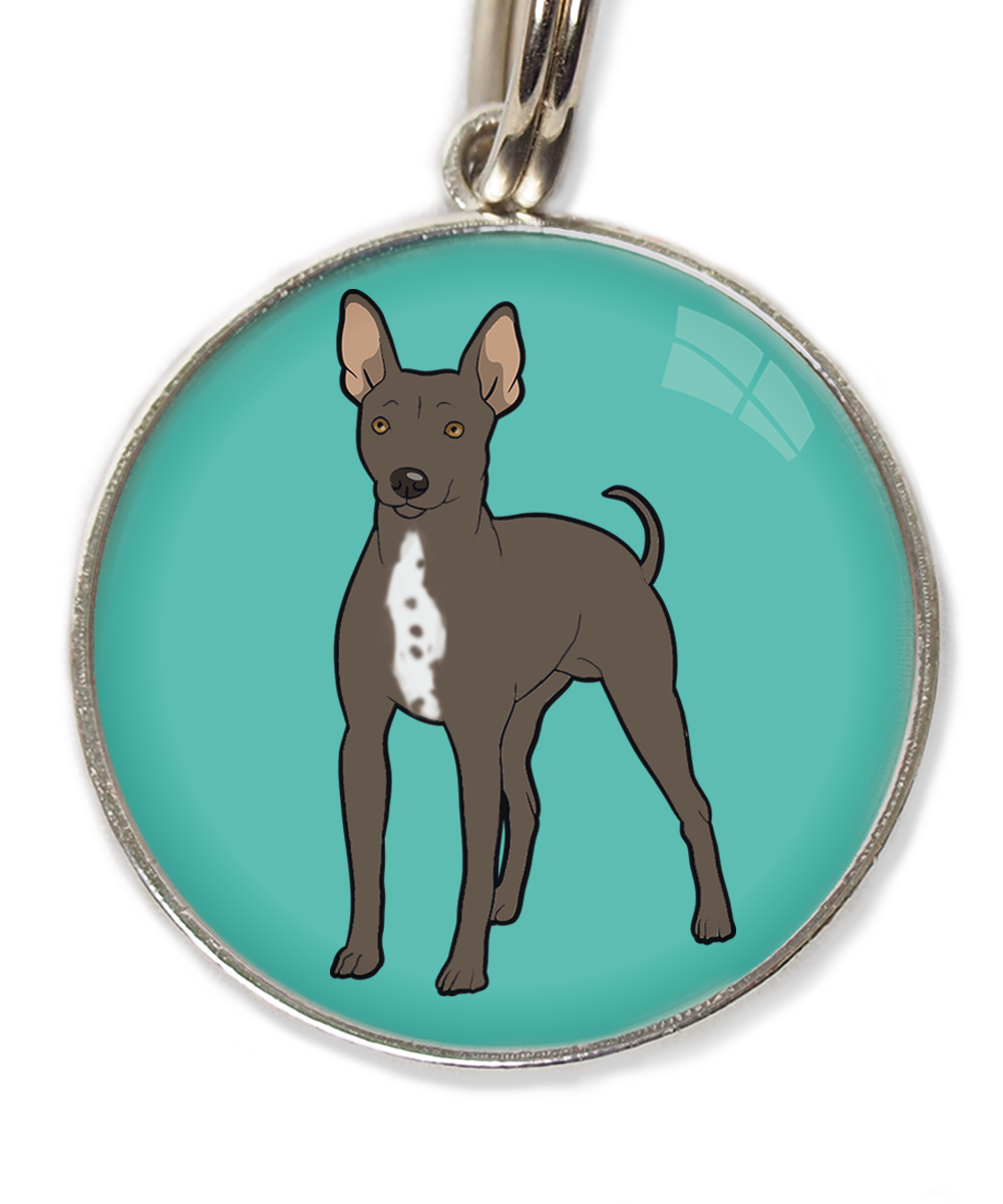 hairless-terrier-witte-borst-huisdierpenning-turquoise