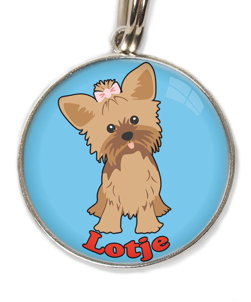 yorkshire-terrier-korthaar-bruin-met-naam-los-huisdierpenning-lichtblauw