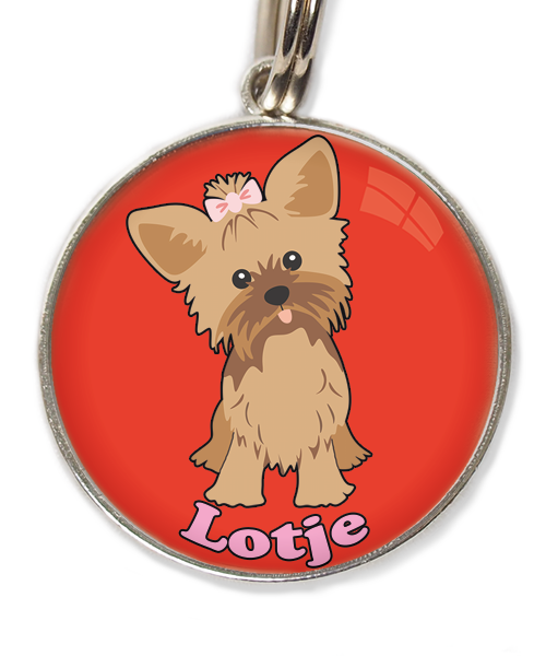 yorkshire-terrier-korthaar-bruin-met-naam-los-huisdierpenning-rood