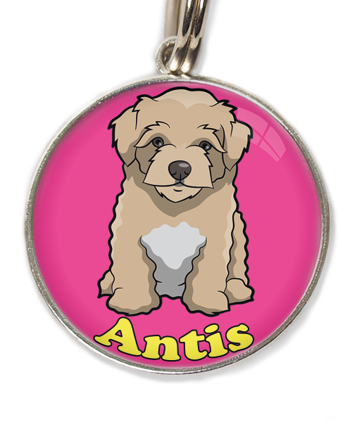 maltipoo-beige-met-naam-los-huisdierpenning-fushia-2