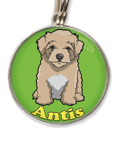 maltipoo-beige-met-naam-los-huisdierpenning-groen-2
