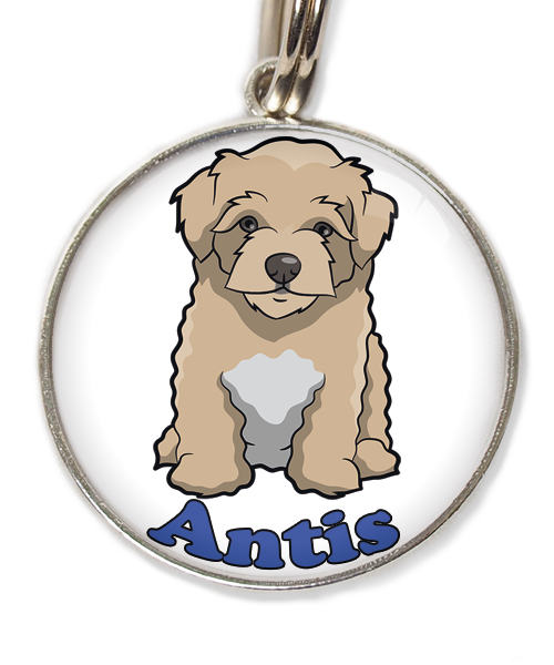 maltipoo-beige-met-naam-los-huisdierpenning-wit-2